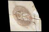 Cretaceous Ray (Cyclobatis) - Hakel, Lebanon #163095-1